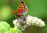 Schmetterling